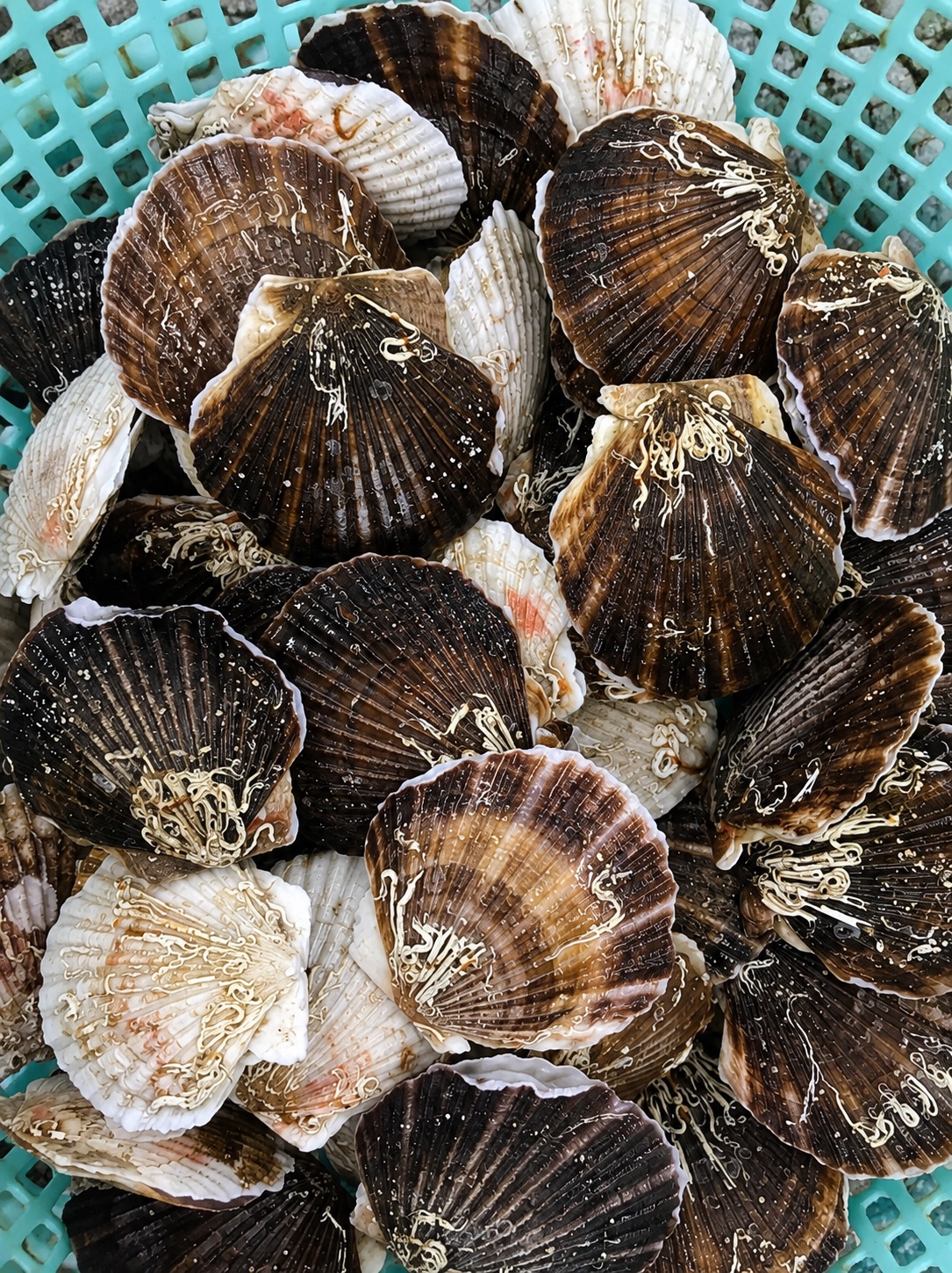 Premium Hokkaido scallops